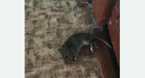 Дезинфекция от мышей в Новой Ладоге