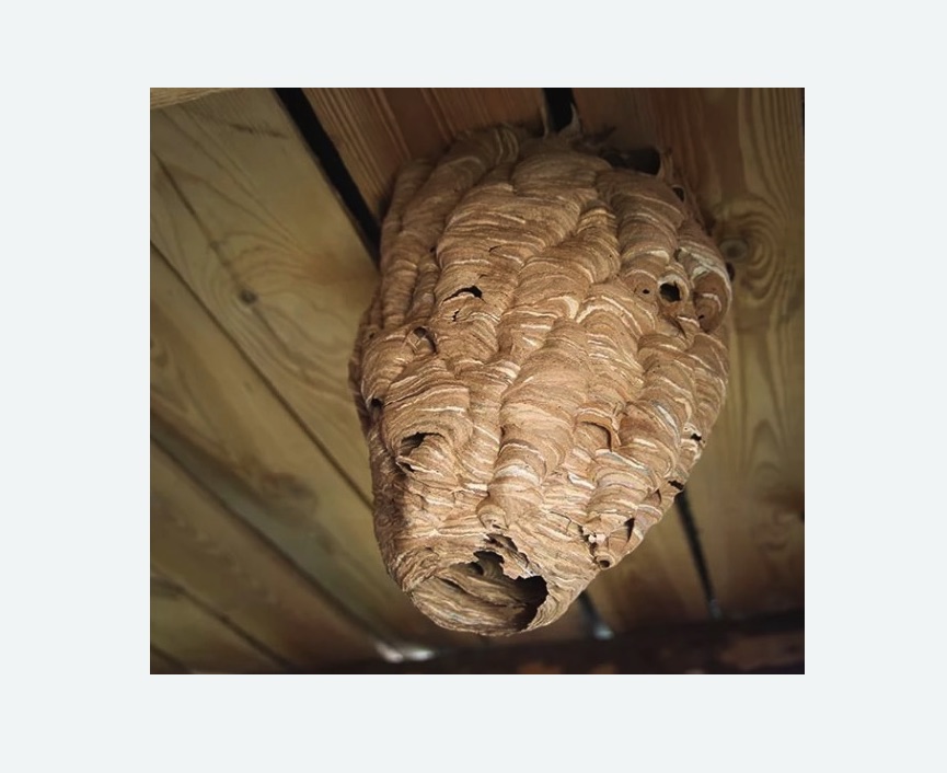 обработка от шершней в Новой Ладоге