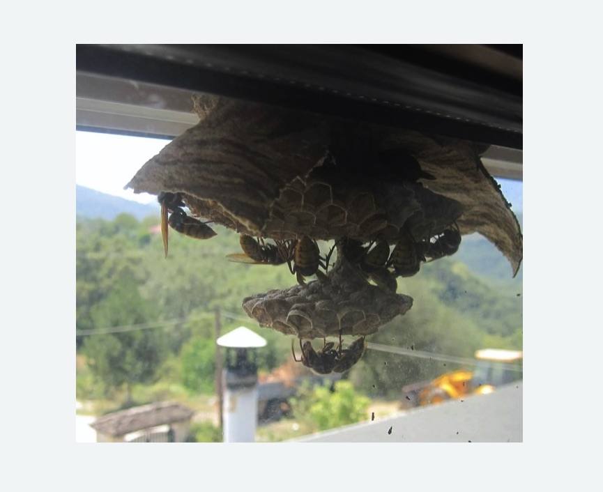 Уничтожение гнёзд шершней в Новой Ладоге