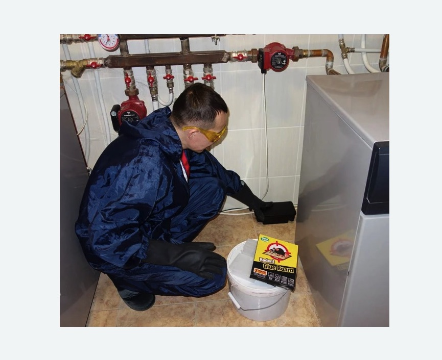 Уничтожение крыс в Новой Ладоге